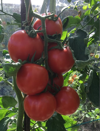 tomatentros